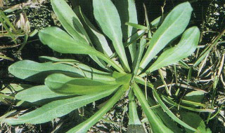 什么叫植物形态（什么叫植物形态学指标）