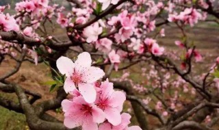 四月份苏州赏花景点（苏州4月赏花）