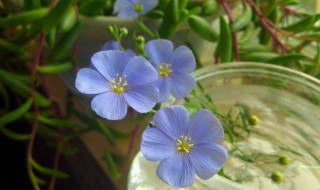 蓝花亚麻适合什么季节种植（蓝花亚麻的种植方法和注意事项）