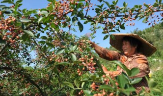 北方适合种什么品种的花椒（北方适合种植什么花椒树品种?）
