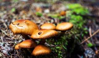 蘑菇种在什么土上 蘑菇种在什么土上最好