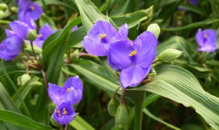 紫露草冬天黄叶怎么办（紫露草冬天落叶吗）