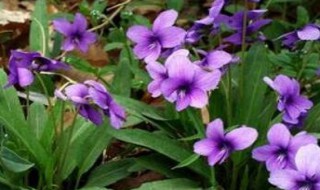 新鲜紫花地丁的功效与作用 新鲜紫花地丁的功效与作用图片