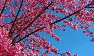 云南樱花什么时候开花季节 云南樱花什么时候开花季节最好