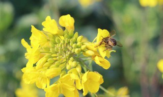 梅子黄时是什么季节（梅子黄时是什么季节成熟）