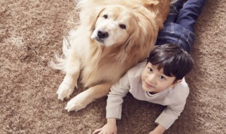 训犬不护食的方法（训狗不护食）