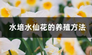 水仙水培方法 水仙花水培法