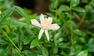 栀子花有哪些品种 栀子花有哪些品种百度百科