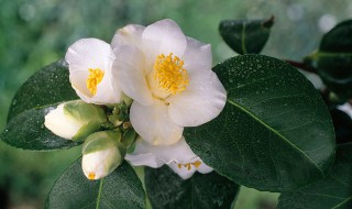 山茶花的品种有哪些（山茶花的品种有哪些图片）