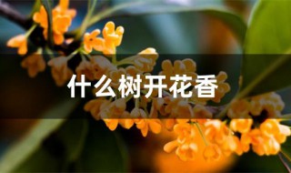 什么树开花香（什么树开花香味最浓）