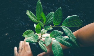 植物的六大器官有哪些（植物的六大器官有哪些是营养器官）