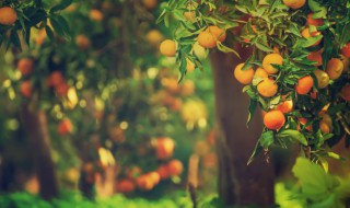 橘子树怎么种植最好（橘子树怎么种植最好呢）