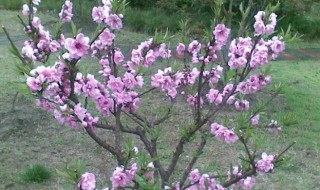 春天水果有哪些开花（春天水果有哪些开花图片）