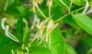 金银花怎么种植盆栽（金银花怎么种植盆栽视频）