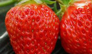 北海什么时候适合种草莓（2020北海现在哪里有草莓摘）