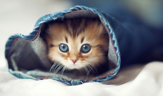 幼猫总吃猫砂为什么（幼猫总吃猫砂为什么不吃猫粮）