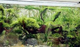 鱼缸养水草一般能活多久 鱼缸养水草一般能活多久呀