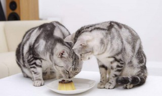 剩饭怎么做给猫吃 剩饭怎么做给猫吃好吃