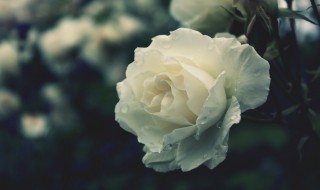 白玫瑰代表什么（白玫瑰代表什么样的人）
