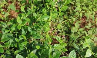 木耳菜种子的催芽方法（木耳菜种子的催芽方法图解）