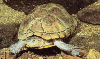 乌龟的外形怎么描述 乌龟的外形怎么描述作文