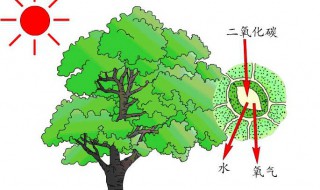 光合作用的场所是什么条件是什么（光合作用的场所是什么条件是什么原料是什么和什么）