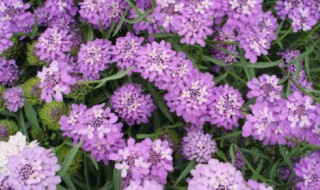 香花种子怎样种（香花种子怎样种植方法）