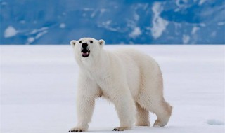 北极熊适合生存的环境（北极熊适合生存的环境是什么）