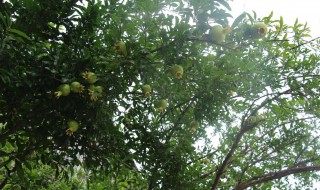 番石榴什么时候开花 番石榴什么时候开花花是什么形状