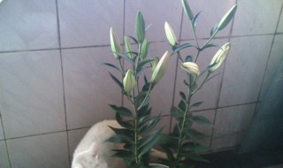 百合花放在家里哪个位置好 百合花放在家里哪个位置好养