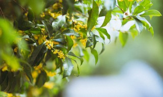 庭院最适合栽种的树木（庭院十大吉祥之树）