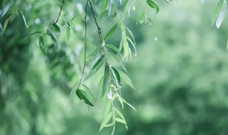 描写春雨的优美段落（描写春雨的优美段落100字）