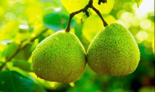梨是酸性水果还是碱性水果 梨是酸性水果还是碱性水果呢