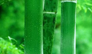 竹子是草本植物还是木本植物 竹子属于哪一类植物草本木本