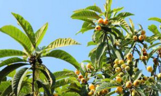 枇杷树适合北方种植吗 庭院适合种植什么花和树