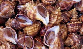 贝类的壳有什么作用 贝类的壳对环境有害吗