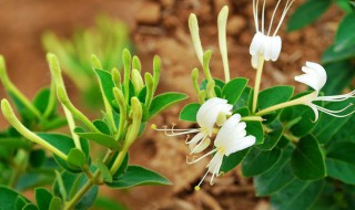 新鲜金银花怎样保存（新鲜金银花怎样保存时间长）