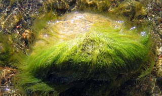 无细胞壁的藻类有哪三种（无细胞壁的藻类有哪三种形态）