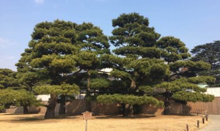 植物有哪五种共同特点 植物的共同特征有