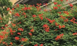 凌霄花盆栽能爬满墙吗（凌霄花盆栽可以吗）