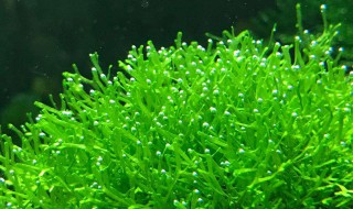 鹿角苔怎么种（鹿角苔怎么种植视频）