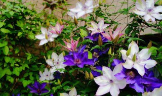 铁线莲一年苗会开花吗（铁线莲一年苗可以地栽吗）