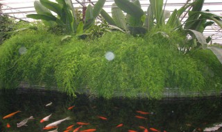 露天的鱼池怎样防绿藻（鱼池青苔怎么去除最简单方法）