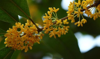 北方庭院里适合种哪种桂花树（北方庭院适合种什么桂花树）