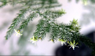 家里放什么植物好（新房家里放什么植物好）