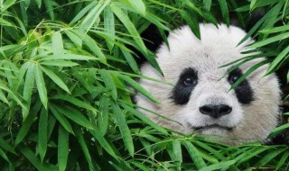 熊猫吃的竹子是草吗 熊猫吃的竹子是草吗图片