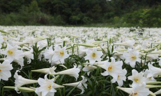 南方地区怎么种百合花（南方地区怎么种百合花盆栽）