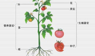 植物的身体有哪六个器官组成 植物的身体有哪六个器官组成的