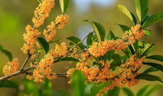 桂花树的种植方法（桂花树种植方法和时间）