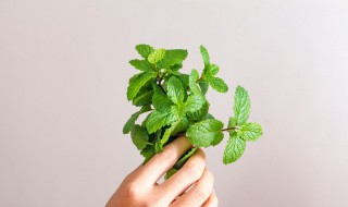 吃薄荷有什么好处 女人吃薄荷有什么好处